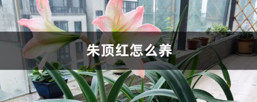 朱顶红怎么养