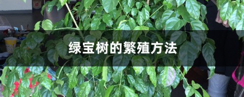 绿宝树的繁殖方法