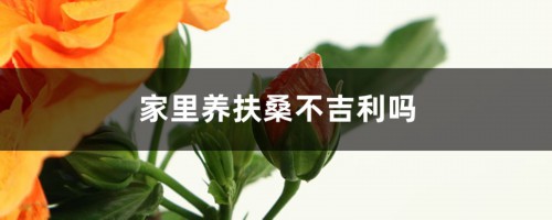 家里可以养扶桑吗，不吉利是不是真的