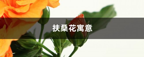 扶桑花寓意