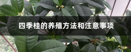 四季桂的养殖方法和注意事项