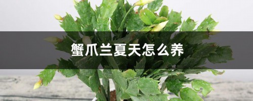 蟹爪兰夏天怎么养