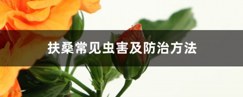 扶桑常见虫害及防治方法