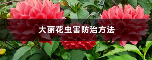 大丽花虫害防治方法