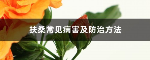 扶桑常见病害及防治方法