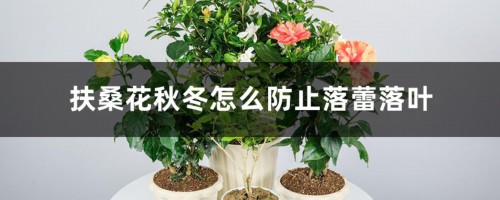 扶桑花秋冬怎么防止落蕾落叶