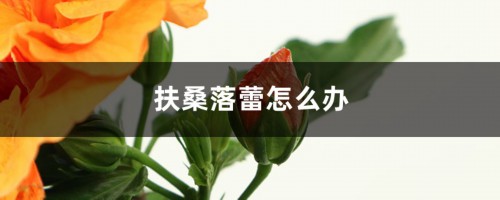 扶桑落蕾怎么办