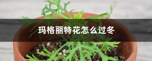 玛格丽特花怎么过冬