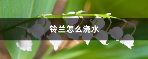 铃兰怎么浇水