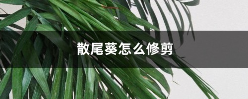 散尾葵怎么修剪