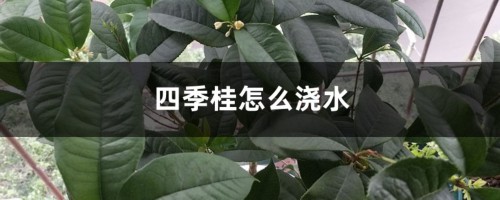 四季桂怎么浇水