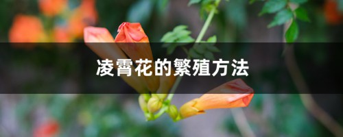 凌霄花的繁殖方法