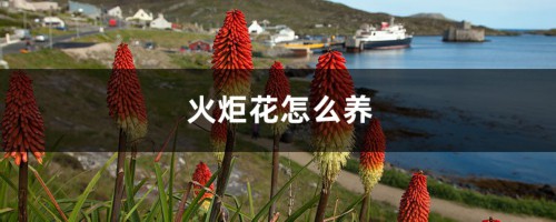 火炬花怎么养