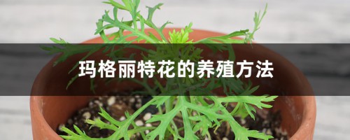 玛格丽特花的养殖方法和注意事项大全